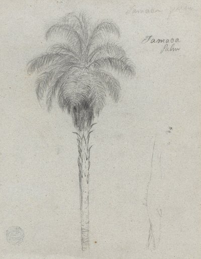 Botanisk skitse, der viser to visninger af Tamaca -palmen af Frederic Edwin Church